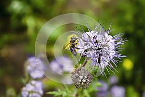 Close up of bee bumblebee on violet flower plant in meadow, field. macro nature banner in summer in spring of honeybee with copy