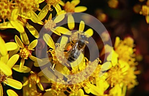 Close up of a bee collecting