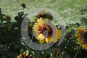 close-up: a bee collecting honey dew from gailardia blanket flowers with red orange and yellow petals