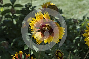 close-up: a bee collecting honey dew from gailardia blanket flowers with red orange and yellow petals