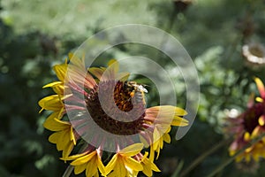 close-up: a bee collecting honey dew from gailardia blanket flowers with red orange and yellow petals