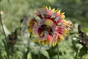 close-up: a bee collecting honey dew from gailardia blanket flowers with red orange and yellow petals