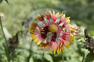 close-up: a bee collecting honey dew from gailardia blanket flowers with red orange and yellow petals