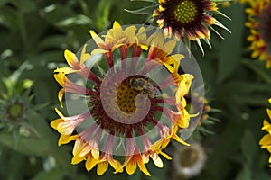 close-up: a bee collecting honey dew from gailardia blanket flowers with red orange and yellow petals