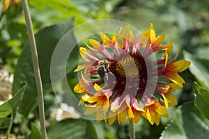 close-up: a bee collecting honey dew from gailardia blanket flowers with red orange and yellow petals