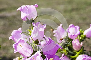 Close up of bee collecting nectar in the campanula medium