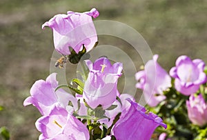 Close up of bee collecting nectar in the campanula medium