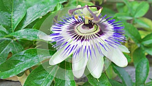 Close up of bee collecting nectar on exotic passion flower at green park. Beautiful flower passiflora