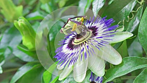 Close up of bee collecting nectar on exotic passion flower at green park. Beautiful flower passiflora