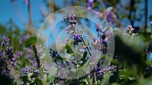 Close up bee collects pollen from purple field lavender flower in slow motion