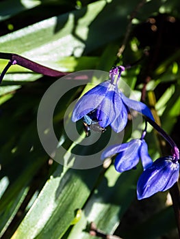 Close-up of a bee covered with blue polle inside of the small, blue Siberian or wood squill (Scilla caucasica)