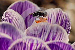 Close-up of a bee on Crocus albiflorus flower