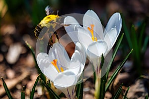 Close-up of a bee on Crocus albiflorus flowers