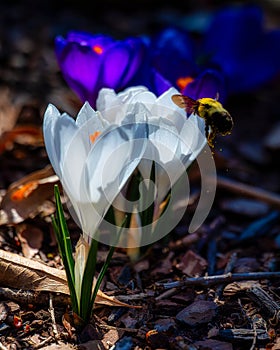 Close-up of a bee on Crocus albiflorus flowers