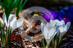 Close-up of a bee on Crocus albiflorus flowers