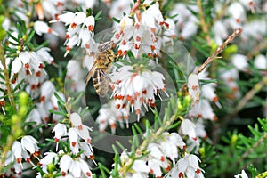 Close up of bee on Erica carnea.White winter photo