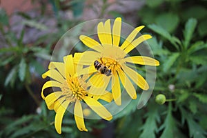 Close-up of bee on Euryops Pectinatus photo