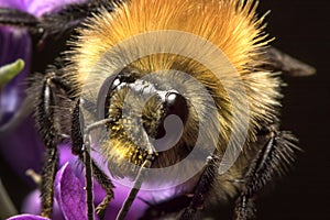 Close up bee face with antennae and pollen