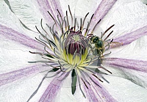 Close up of Bee feeding on Clematis photo