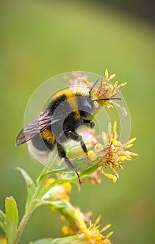 Close-up of bee on flower