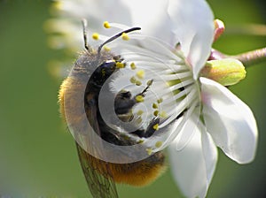 Ape sul fiore 