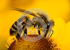 Close-up bee on flower