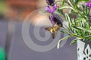 Close up of bee on flower bloom.