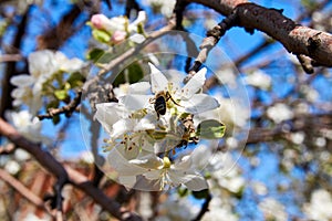 close-up of bee on the flower of a blooming apple tree