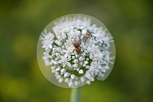 close-up of a bee on a flower collecting pollen