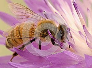 Close-up bee on flower collects nectar