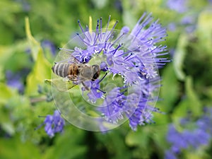 Close-up bee on flower  pollination