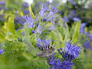 Close-up bee on flower pollination