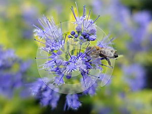 Close-up bee on flower  pollination