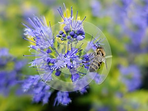 Close-up bee on flower pollination