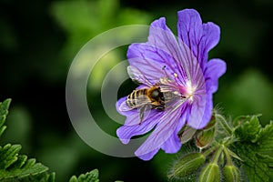 A Bee on a Flower