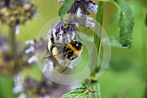 a close up of a bee flying near flowers on a stem