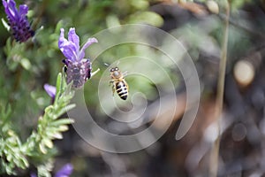 close up of a bee flying next to a purple flowers of green lavender branch pollinating the plant and taking pollen in a spring day