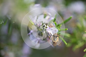 Close-up of a bee flying on rosemary flowers