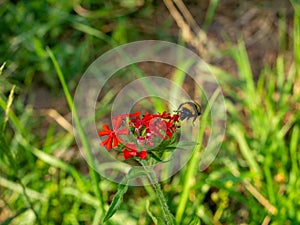 Close up of a bee flying to a red flower to collect pollen