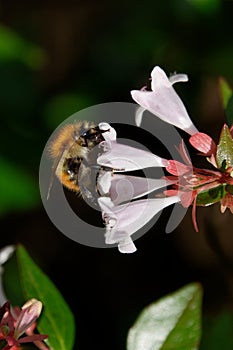 Close-up on a bee foraging