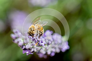 Da ape pascolare lavanda fiori 