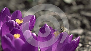 Close up of bee gathering nectar from purple crocus blossoms