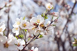 Close up bee getting nectar from flowering apple tree concept photo. Blossom festival in spring. Photography with blurred