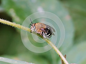 a close up of a bee on a green stem with leaves in the background
