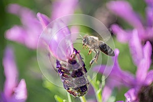 Close-up of a bee harvesting pollen on a topped lavender (Lavandula angustifolia)