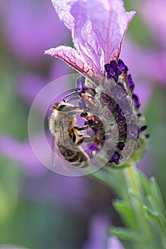 Close-up of a bee harvesting pollen on a topped lavender (Lavandula angustifolia)