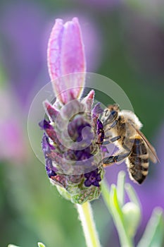 Close-up of a bee harvesting pollen on a topped lavender (Lavandula angustifolia)