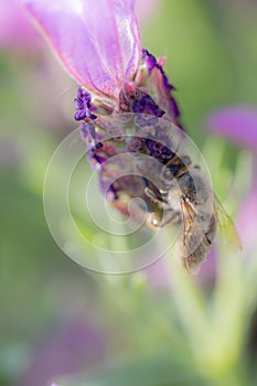 Close-up of a bee harvesting pollen on a topped lavender (Lavandula angustifolia)