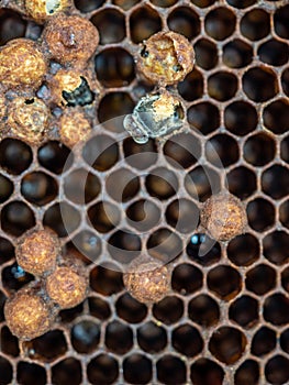 Close up of bee hatching from honeycomb. Birth of a bee.