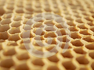 Close up of bee hive honey bee hexagonal cells